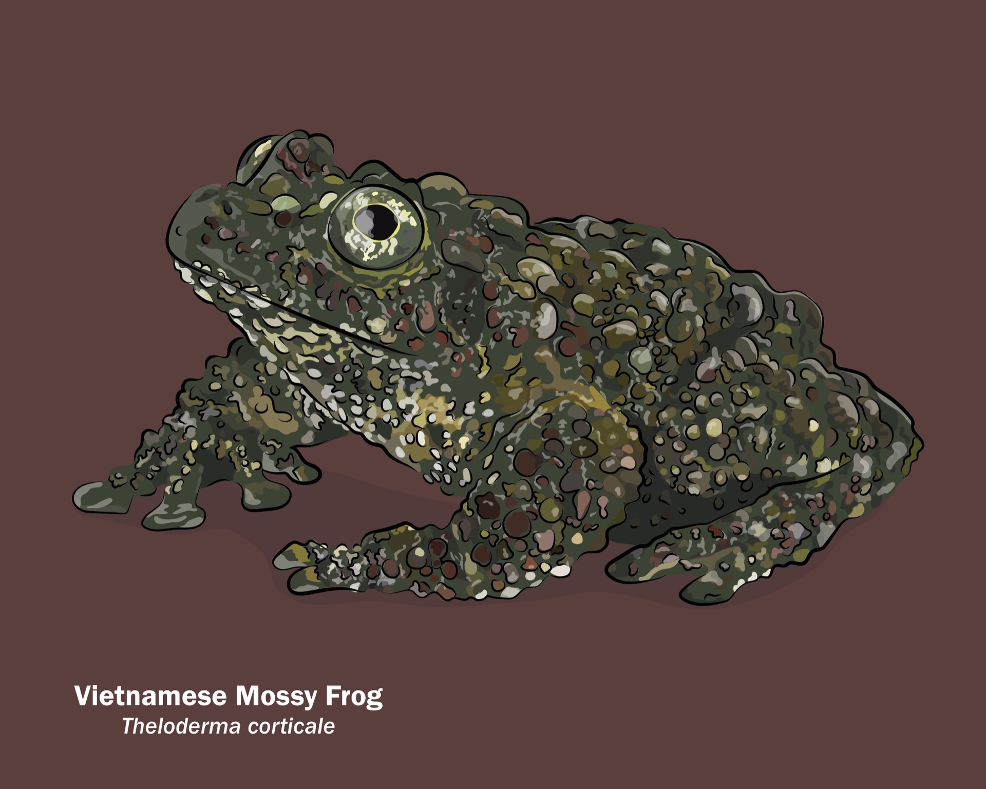 Mossy Frog